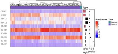 Role of B7 family members in glioma: Promising new targets for tumor immunotherapy